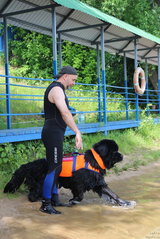 Фото: ньюфаундленд Ермак с Берега Дона (Ermak s Berega Dona)