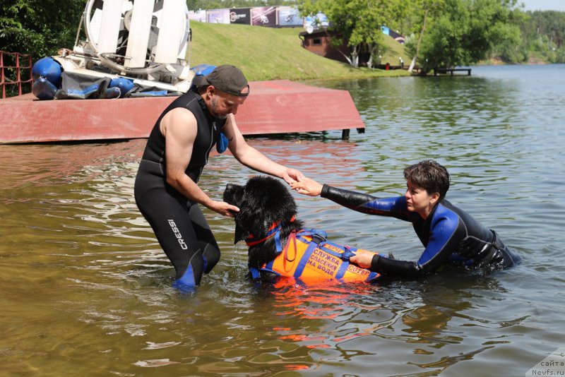 Фото: ньюфаундленд Ермак с Берега Дона (Ermak s Berega Dona), Елена Богданова