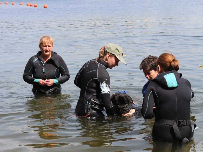 Фото: Татьяна Розанова, ньюфаундленд Ньюфорт Аманда Блум (Njufort Amanda Blum)