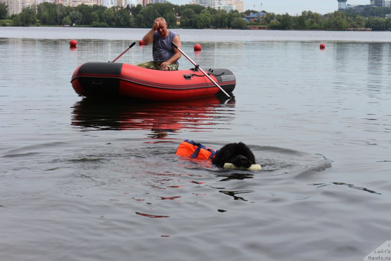 Фото: Александр Бурмистров, ньюфаундленд Ермак с Берега Дона (Ermak s Berega Dona)