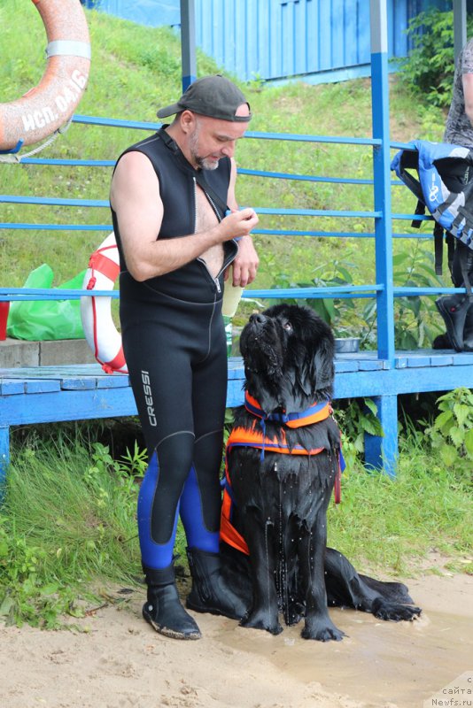 Фото: ньюфаундленд Ермак с Берега Дона (Ermak s Berega Dona)