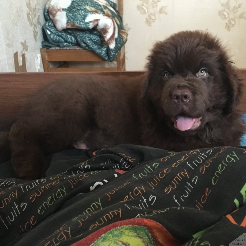 Фото: ньюфаундленд Браунблад МСК Бен-Ами Лон