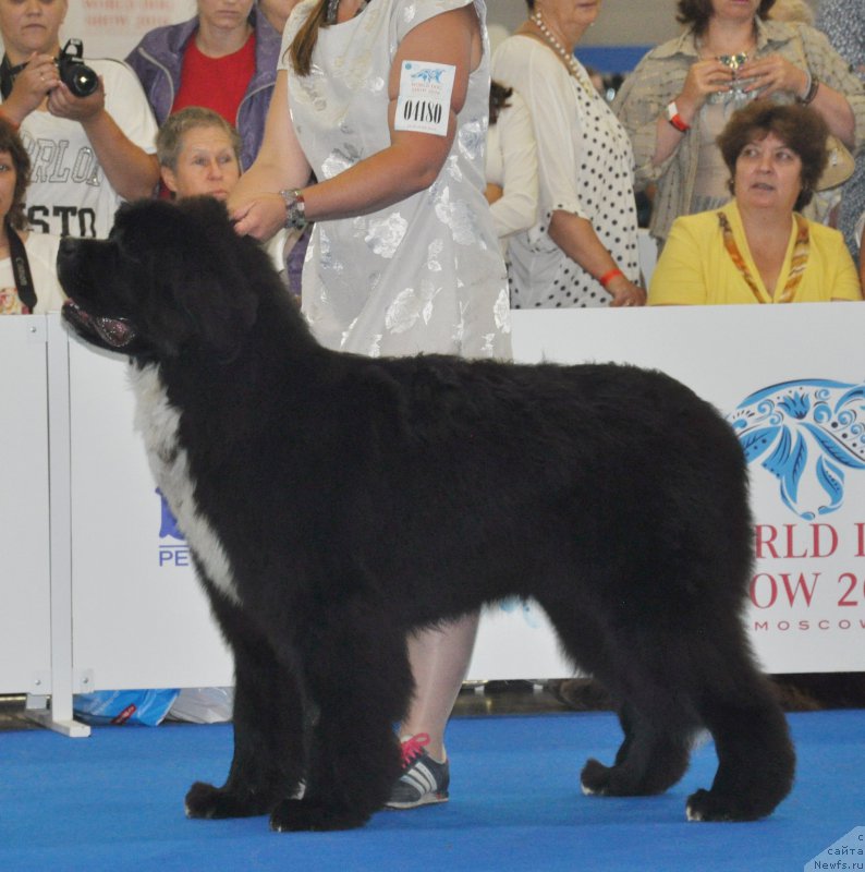 Фото: Feel On Top ofthe World Midnight Bear, Анастасия Заливако