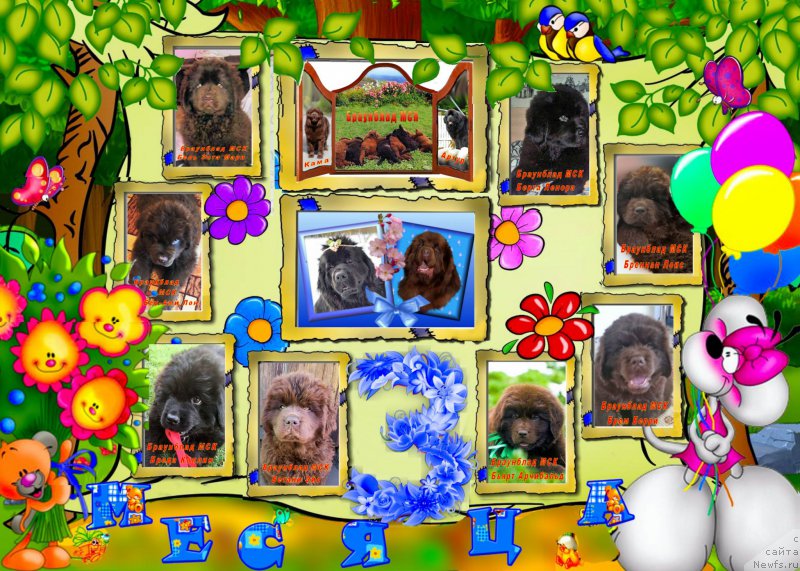 Фото: ньюфаундленд Великий Медведь Камелия, ньюфаундленд Waterbear Arthur, ньюфаундленд Браунблад МСК Хаким Голд Хайдар (Brownblood MSK Hakim Gold Haydar), ньюфаундленд Ньюфорт Тайм'с Голд Алекса, ньюфаундленд Браунблад МСК Бель Эста Мари, ньюфаундленд Браунблад МСК Бен-Ами Лон, ньюфаундленд Браунблад МСК Берта Ленора, ньюфаундленд Браунблад МСК Бетани Эйс, ньюфаундленд Браунблад МСК Бьярт Арчибальд, ньюфаундленд Браунблад МСК Брем Берри, ньюфаундленд Браунблад МСК Бреннан Лоис, ньюфаундленд Браунблад МСК Берта Ленора, Елена Шмелева