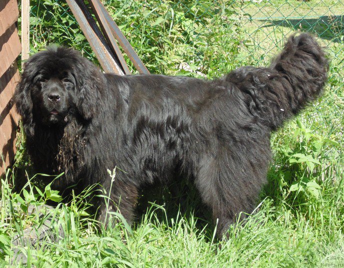 Фото: ньюфаундленд Супер Премиум Улар