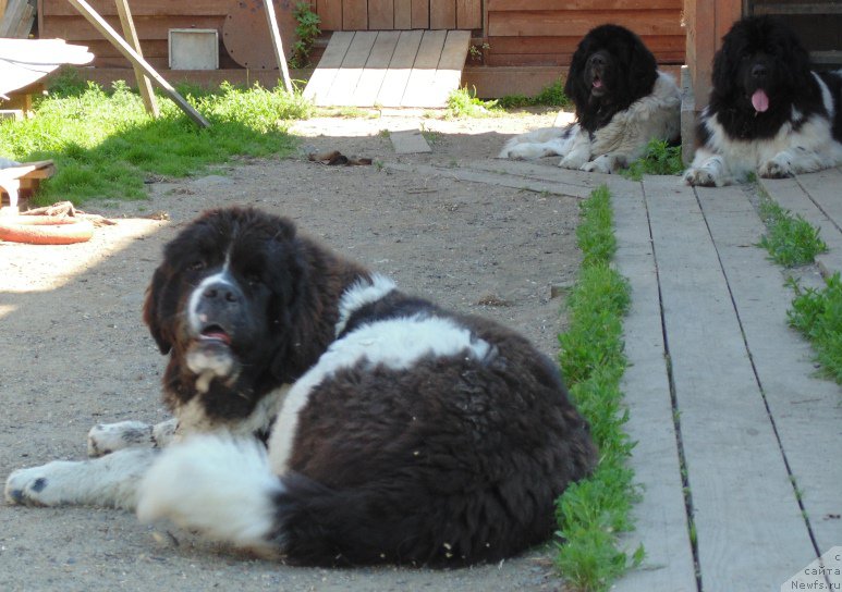 Фото: ньюфаундленд Баффи от Карельских Медведей