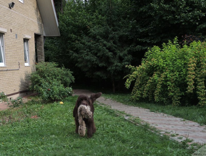 Фото: ньюфаундленд Фанньюф Арктика (Funnewf Arktika)