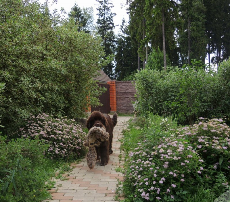 Фото: ньюфаундленд Фанньюф Арктика (Funnewf Arktika)