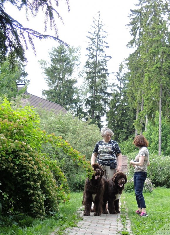 Фото: ньюфаундленд Акватория Келвин Хизер Хани (Aquatoriya Kelvin Heather Honey), ньюфаундленд Фанньюф Арктика (Funnewf Arktika), Екатерина Бенкен