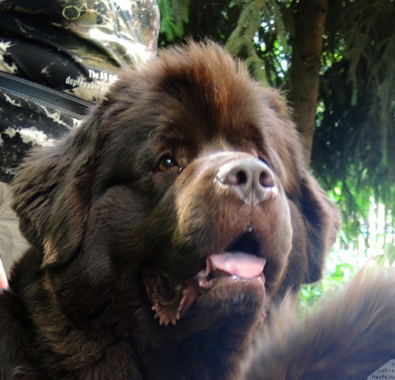 Фото: ньюфаундленд Акватория Келвин Хизер Хани (Aquatoriya Kelvin Heather Honey)