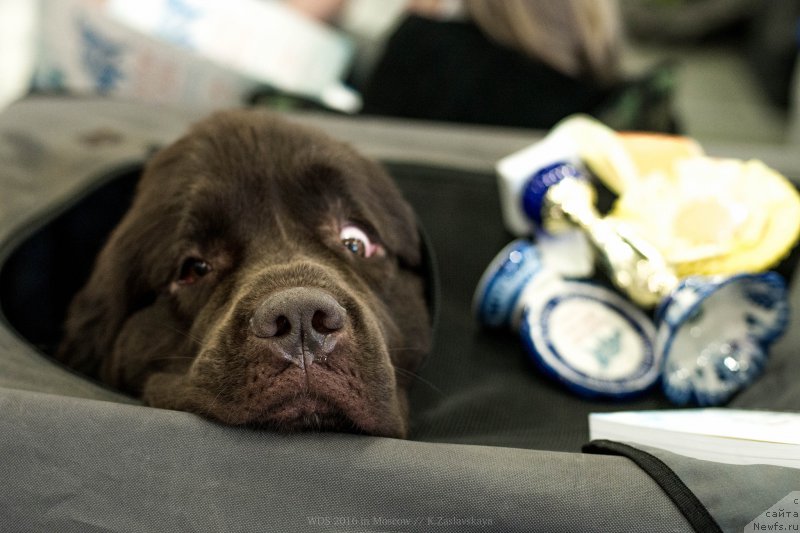 Фото: ньюфаундленд Акватория Келвин Хизер Хани (Aquatoriya Kelvin Heather Honey)