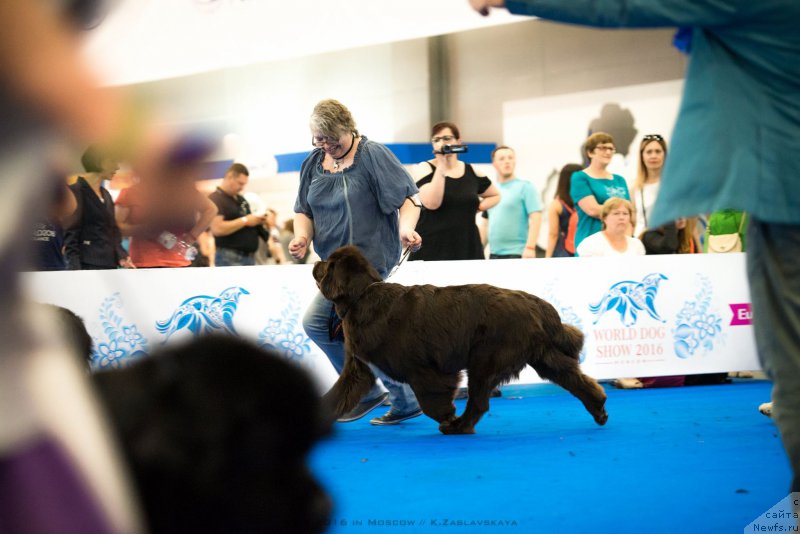 Фото: ньюфаундленд Акватория Келвин Хизер Хани (Aquatoriya Kelvin Heather Honey), Екатерина Бенкен