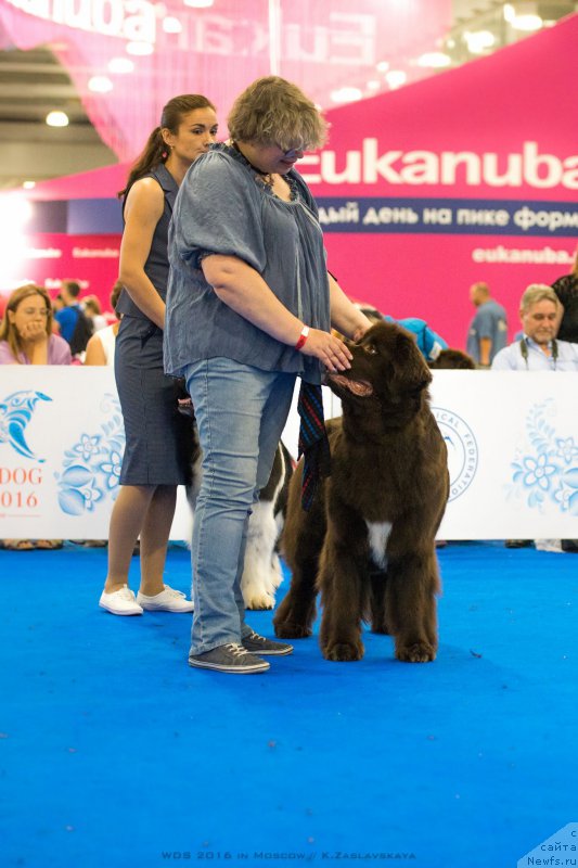 Фото: ньюфаундленд Акватория Келвин Хизер Хани (Aquatoriya Kelvin Heather Honey), Екатерина Бенкен