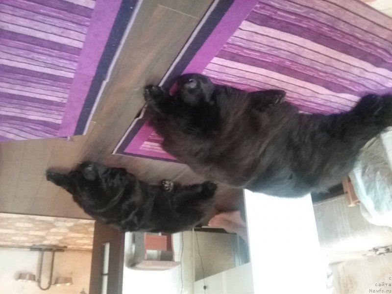 Фото: ньюфаундленд Мэджестик Гудсоул Ньюстарс Гиантисланд (Majestic Goodsoul Newstars Giantisland)