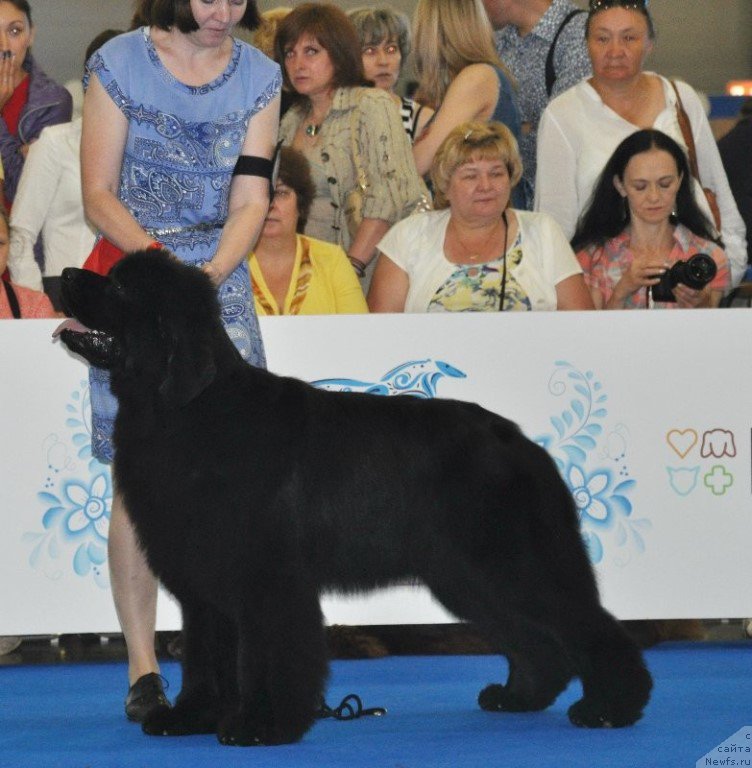 Фото: ньюфаундленд Фиаметтахауз Факт Фаворит (Fiamettahauz Fakt Favorit)