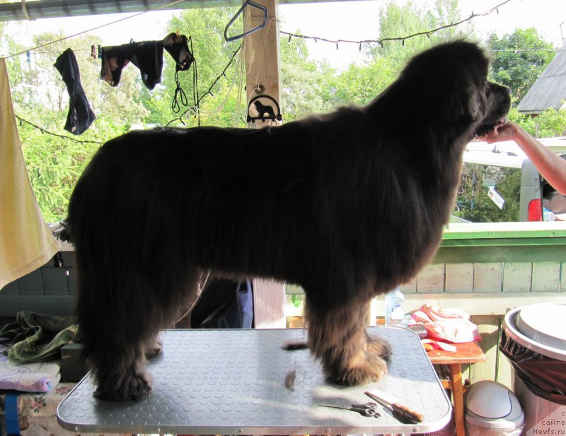 Фото: ньюфаундленд Дюрбахлер Клаб Альфаретта Виньетта