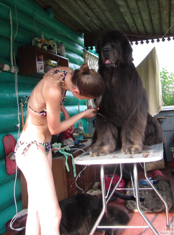 Фото: ньюфаундленд Дюрбахлер Клаб Альфаретта Виньетта, Анастасия Киреева