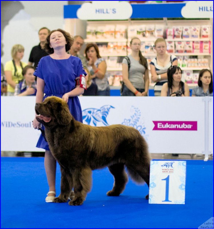 Фото: ньюфаундленд Браунблад МСК Хаким Голд Хайдар (Brownblood MSK Hakim Gold Haydar)