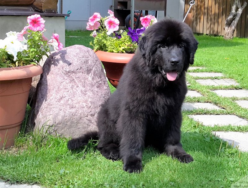 Фото: ньюфаундленд Уотертон-Лейкс Беар Нау энд Форевер Жаде (Waterton-Lakes Bear Now and Forever Zhade)
