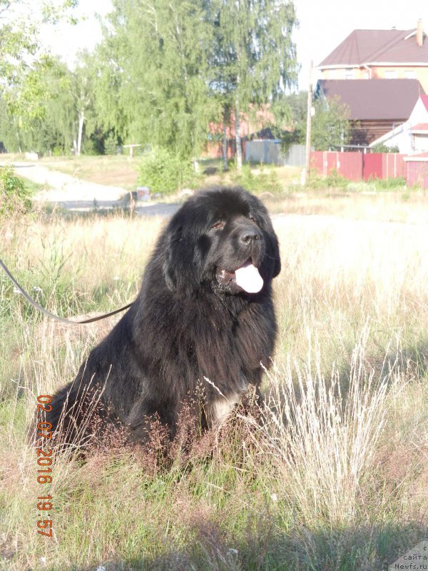 Фото: ньюфаундленд Нью-Пом-Шир Бентли Гранд