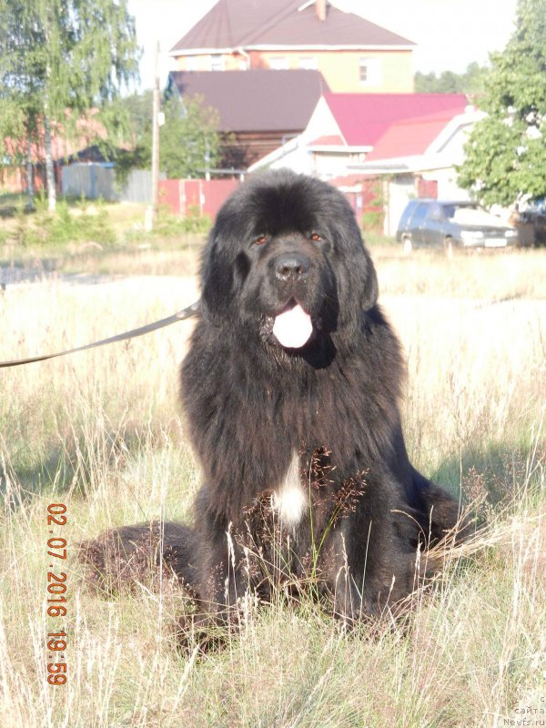 Фото: ньюфаундленд Нью-Пом-Шир Бентли Гранд