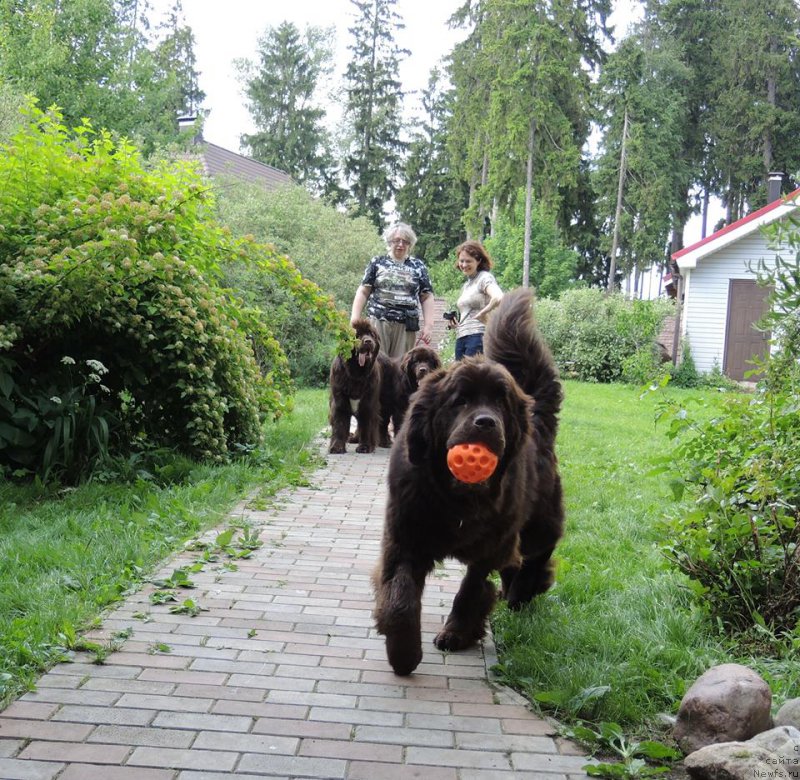 Фото: ньюфаундленд Ньюфорт Васаби