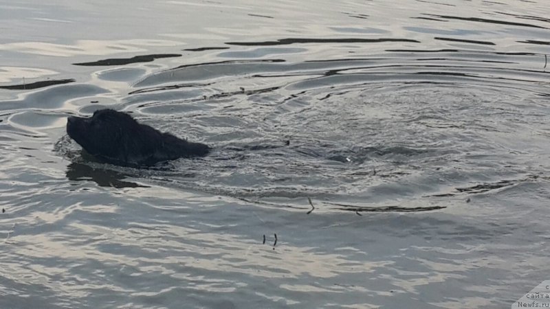 Фото: ньюфаундленд Селена Манолла Бланка