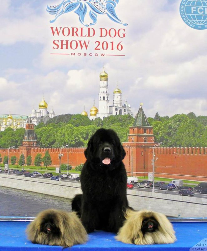 Фото: ньюфаундленд Love Inside Your Soul Moon Bear