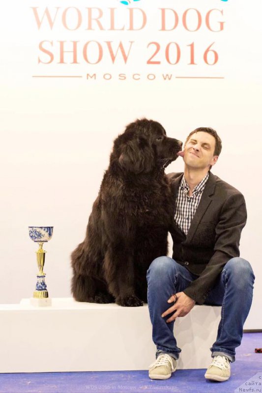 Фото: ньюфаундленд Love Inside Your Soul Moon Bear