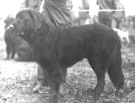 Фото: ньюфаундленд Ерош Злауль Терра Нова