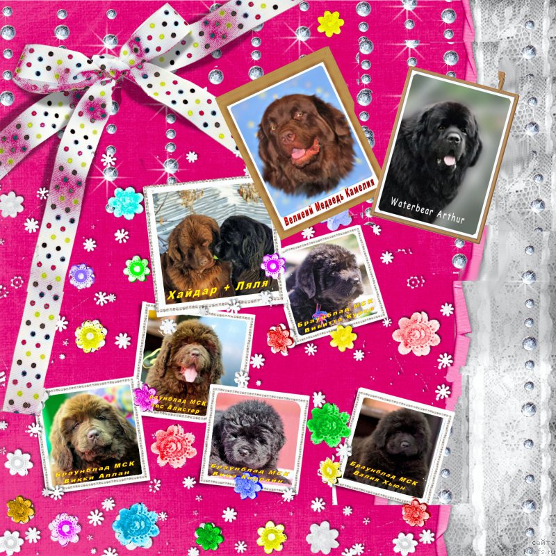 Фото: ньюфаундленд Великий Медведь Камелия, ньюфаундленд Waterbear Arthur, ньюфаундленд Браунблад МСК Хаким Голд Хайдар (Brownblood MSK Hakim Gold Haydar), ньюфаундленд Ньюфорт Лапочка Дочка, ньюфаундленд Браунблад МСК Велес Алистер (Brownblood MSK Veles Alister), ньюфаундленд Браунблад МСК Викки Аллан (Brownblood MSK Vikki Allan), ньюфаундленд Браунблад МСК Вивитта Курце, ньюфаундленд Браунблад МСК Вина Коррайн, ньюфаундленд Браунблад МСК Валия Хьюн