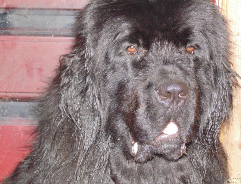 Фото: ньюфаундленд Супер Премиум Улар
