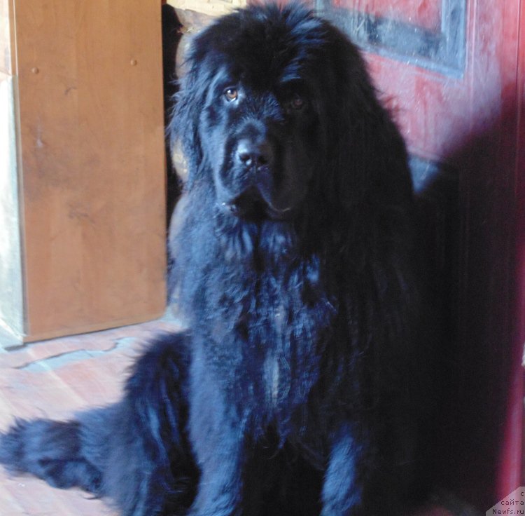 Фото: ньюфаундленд Супер Премиум Улар