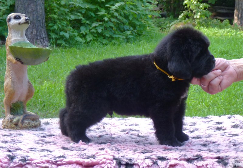 Фотография № 209622