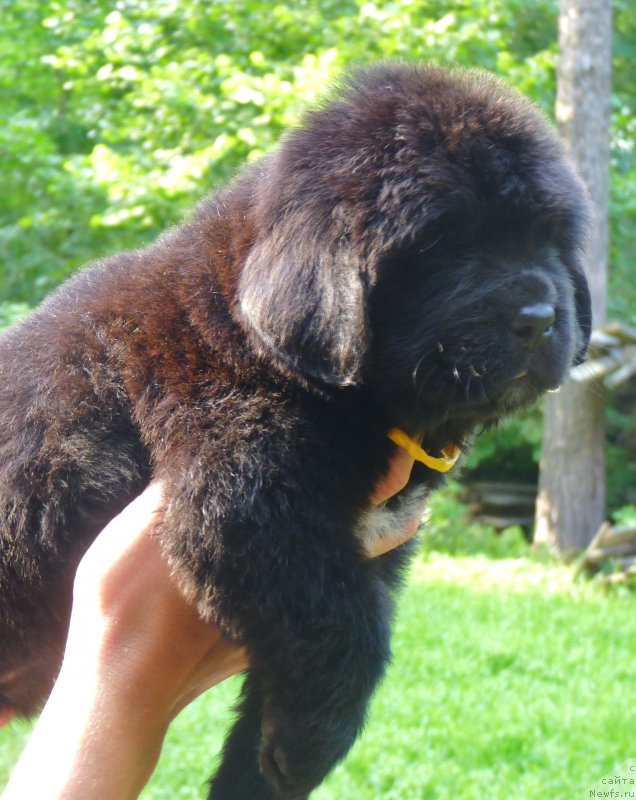 Фотография № 209623