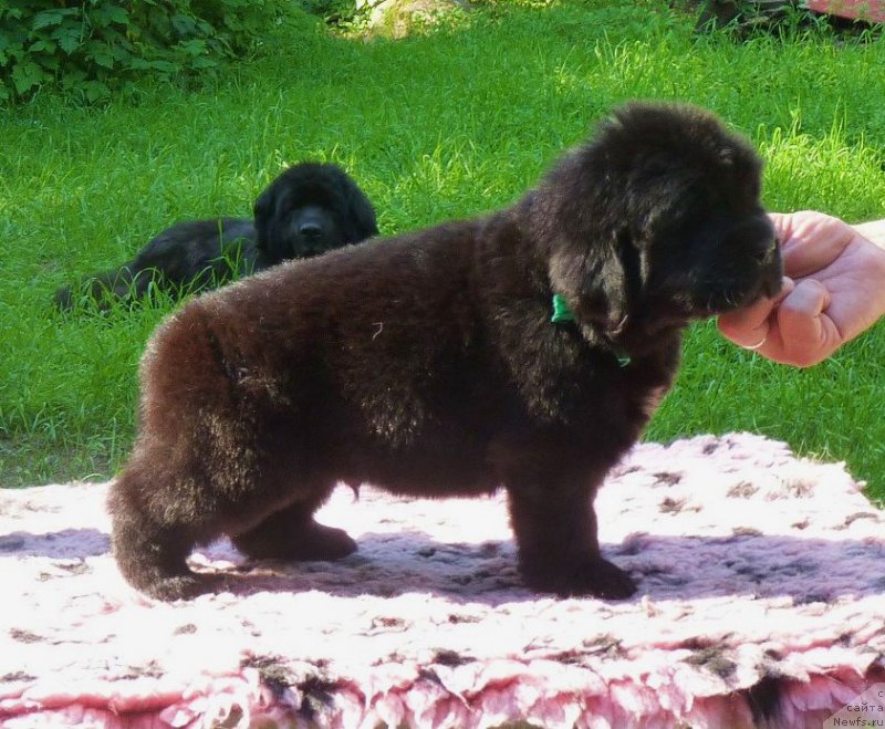 Фотография № 209627