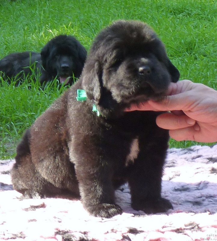 Фотография № 209629