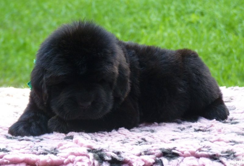 Фотография № 209632