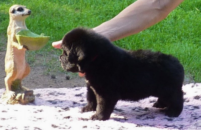 Фотография № 209634