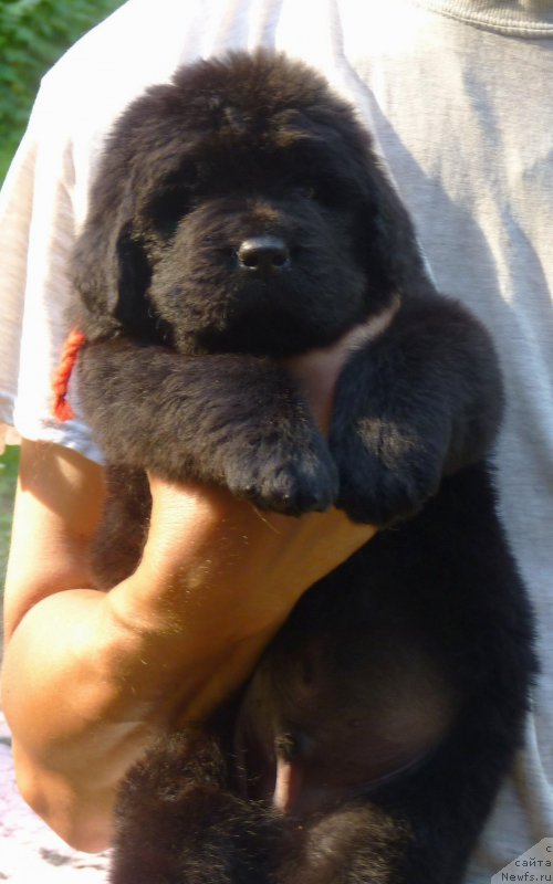 Фотография № 209635