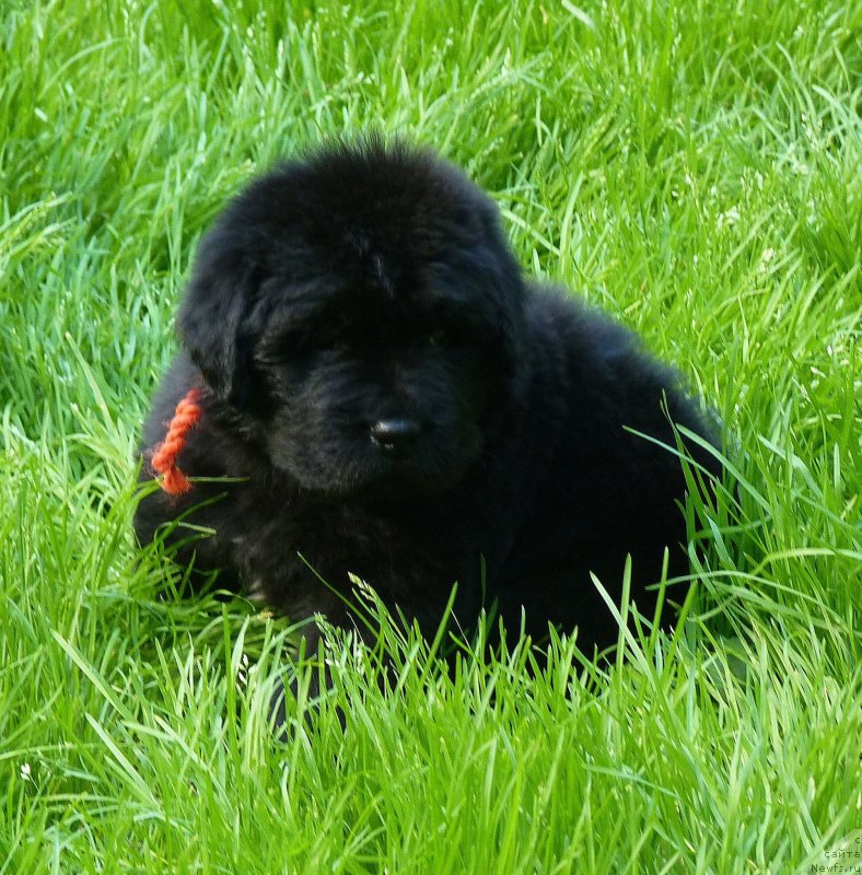 Фотография № 209638