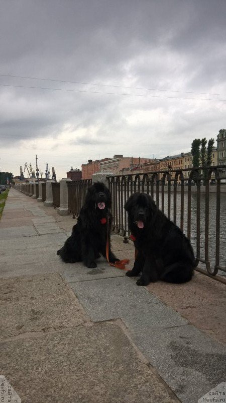 Фото: ньюфаундленд Циннамон БельФра Шармэль из Аркаима (Tsinnamon Bel' Fra Sharmel iz Arkaima), ньюфаундленд Белкондер-Клаб Белла Ренессанс (Belkonder-Club Bella Renaissance)