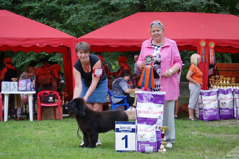 Фото: ньюфаундленд Терра Виктория Богемная Львица