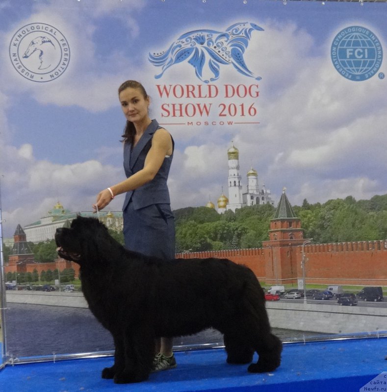 Фото: ньюфаундленд Ньюфорт Царица Ночи, Ксения Новикова