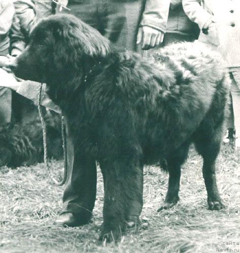 Фото: ньюфаундленд Тим