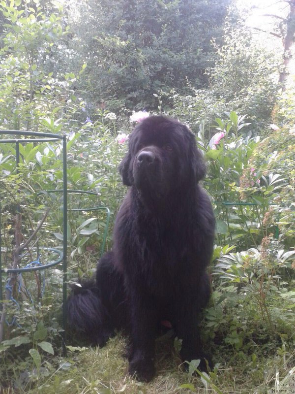 Фото: ньюфаундленд Бегущая по Волнам Чичаритто