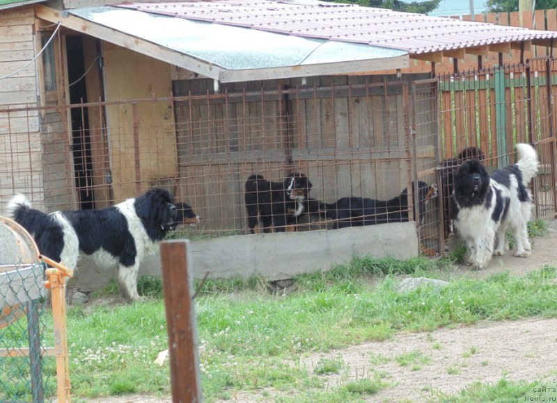 Фото: ньюфаундленд Степная Пальмира Единственный Мой