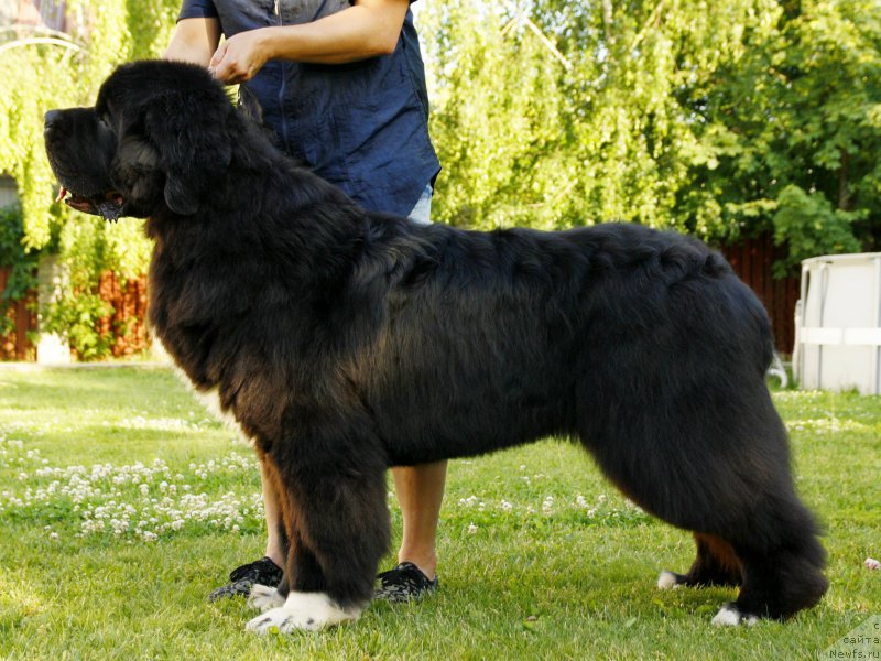 Фото: ньюфаундленд Питерньюф Омниа Винсет Амор (Piternyuf Omnia Vincet Amor)