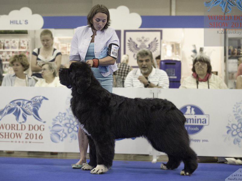 Фото: ньюфаундленд Питерньюф Омниа Винсет Амор (Piternyuf Omnia Vincet Amor)