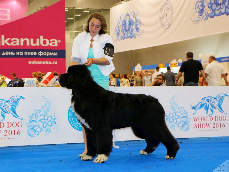 Фото: ньюфаундленд Питерньюф Омниа Винсет Амор (Piternyuf Omnia Vincet Amor)